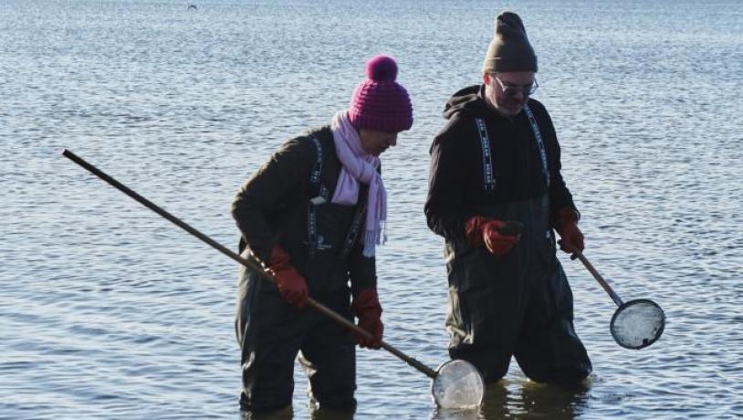 Østerssafari