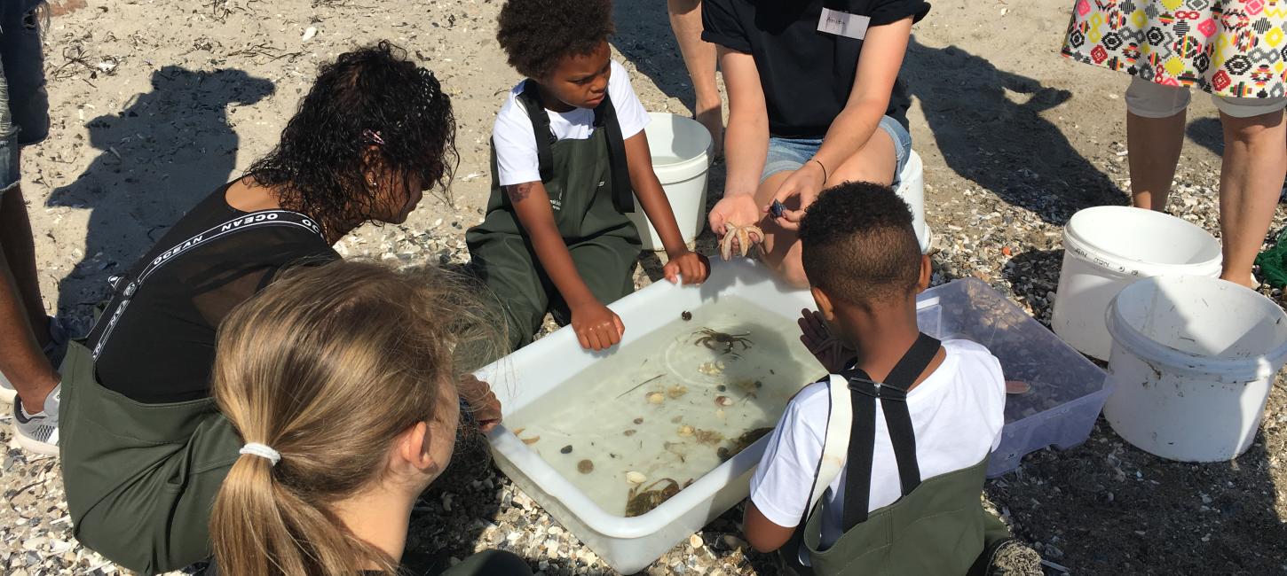 Biologi i strandkanten