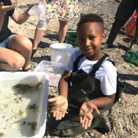 Biologi i strandkanten