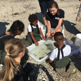 Biologi i strandkanten